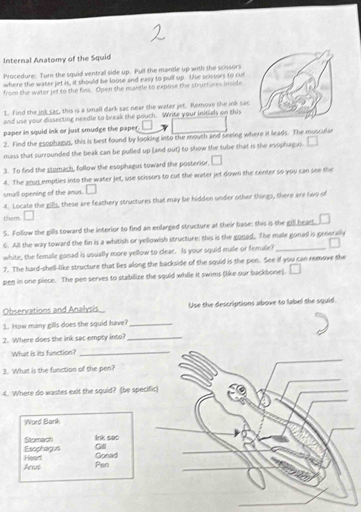 Internal Anatomy of the Squid 
Procedure: Turn the squid ventral side up. Pull the mantle up with the scissors 
where the water jet is, it should be loose and easy to pull up. Use scissors to cut 
from the water jet to the fins. Open the mantle to expose the structures inside 
1. Find the ink sac, this is a small dark sac near the water jet. Remove the ink sac 
and use your dissecting needle to break the pouch. Write your initials on this 
paper in squid ink or just smudge the paper. □ 
2. Find the esophagus, this is best found by looking into the mouth and seeing where it leads. The muscular 
mass that surrounded the beak can be pulled up (and out) to show the tube that is the esophagus. □ 
3. To find the stomach, follow the esophagus toward the posterior, □
4. The anus empties into the water jet, use scissors to cut the water jet down the center so you can see the 
small opening of the anus. □ 
4. Locate the gills, these are feathery structures that may be hidden under other things, there are two of 
them □ 
5. Follow the gills toward the interior to find an enlarged structure at their base: this is the gill heart □ 
6. All the way toward the fin is a whitish or yellowish structure: this is the gonad. The male gonad is generally 
white, the female gonad is usually more yellow to clear. Is your squid male or female?_ 
7. The hard-shell-like structure that lies along the backside of the souid is the pen. See if you can remove the 
pen in one piece. The pen serves to stabilize the squid while it swims (like our backbone). □ 
Observations and Analysis Use the descriptions above to label the squid. 
1. How many gills does the squid have?_ 
2. Where does the ink sac empty into?_ 
What is its function?_ 
3. What is the function of the pen? 
4. Where do wastes exit the squid? (be specific) 
_ 
Word Bank 
Stomach lnk sac 
_ 
Esophagus Gill 
Head Gonad 
Anus Pen 
_