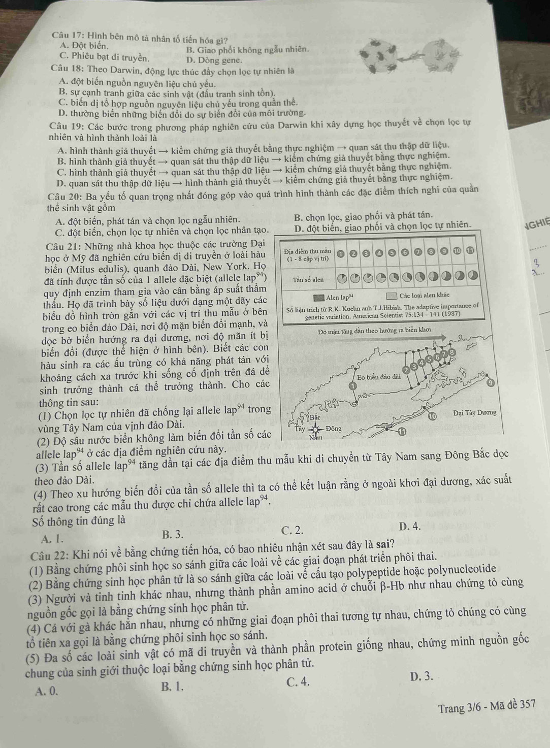 Hình bên mô tả nhân tố tiến hóa gì?
A. Đột biến.
B. Giao phối không ngẫu nhiên.
C. Phiêu bạt di truyền. D. Dòng gene.
Câu 18: Theo Darwin, động lực thúc đầy chọn lọc tự nhiên là
A. đột biến nguồn nguyên liệu chủ yếu.
B. sự cạnh tranh giữa các sinh vật (đấu tranh sinh tồn).
C. biến dị tổ hợp nguồn nguyên liệu chủ yếu trong quần thế.
D. thường biến những biến đổi do sự biến đổi của môi trường.
Câu 19: Các bước trong phương pháp nghiên cứu của Darwin khi xây dựng học thuyết về chọn lọc tự
nhiên và hình thành loài là
A. hình thành giả thuyết → kiểm chứng giả thuyết bằng thực nghiệm → quan sát thu thập dữ liệu.
B. hình thành giả thuyết → quan sát thu thập dữ liệu → kiểm chứng giả thuyết bằng thực nghiệm.
C. hình thành giả thuyết → quan sát thu thập dữ liệu → kiểm chứng giả thuyết bằng thực nghiệm.
D. quan sát thu thập dữ liệu → hình thành giả thuyết → kiểm chứng giả thuyết bằng thực nghiệm.
Câu 20: Ba yếu tố quan trọng nhất đóng góp vào quá trình hình thành các đặc điểm thích nghi của quần
thể sinh vật gồm
A. đột biến, phát tán và chọn lọc ngẫu nhiên. B. chọn lọc, giao phối và phát tán.
C. đột biển, chọn lọc tự nhiên và chọn lọc nhân tạoự nhiên.
GHIE
Câu 21: Những nhà khoa học thuộc các trường Đại
học ở Mỹ đã nghiên cứu biển dị di truyền ở loài hàu
_
biển (Milus edulis), quanh đảo Dài, New York. Họ
đã tính được tần số của 1 allele đặc biệt (allele la P^(^,) )
quy định enzim tham gia vào cân bằng áp suất thầm
thầu. Họ đã trình bày số liệu dưới dạng một dãy các
biểu đồ hình tròn gắn với các vị trí thu mẫu ở bên
trong eo biển đảo Dài, nơi độ mặn biến đổi mạnh, và
dọc bờ biển hướng ra đại dương, nơi độ mãn ít b
biến đổi (được thể hiện ở hình bên). Biết các con
hàu sinh ra các ấu trùng có khả năng phát tán vớ
khoảng cách xa trước khi sống cố định trên đá đ
sinh trưởng thành cá thể trưởng thành. Cho cá
thông tin sau:
(1) Chọn lọc tự nhiên đã chống lại allele lap^(94) tron
vùng Tây Nam của vịnh đảo Dài. 
(2) Độ sâu nước biển không làm biến đổi tần số cá
allele lap^(94) ở các địa điểm nghiên cứu này.
(3) Tần số allele lap^(94) tăng dần tại các địa điểm thu mẫu khi di chuyển từ Tây Nam sang Đông Bắc dọc
theo đảo Dài.
(4) Theo xu hướng biến đổi của tần số allele thì ta có thể kết luận rằng ở ngoài khơi đại dương, xác suất
rất cao trong các mẫu thu được chi chứa allele I lap^(94)
ố thông tin đúng là
A. 1. B. 3. C. 2.
D. 4.
Câu 22: Khi nói về bằng chứng tiến hóa, có bao nhiêu nhận xét sau đây là sai?
(1) Bằng chứng phôi sinh học so sánh giữa các loài về các giai đoạn phát triển phôi thai.
(2) Bằng chứng sinh học phân tử là so sánh giữa các loài vế cầu tạo polypeptide hoặc polynucleotide
(3) Người và tinh tinh khác nhau, nhưng thành phần amino acid ở chuỗi β-Hb như nhau chứng tỏ cùng
nguồn gốc gọi là bằng chứng sinh học phân tử.
(4) Cá với gà khác hăn nhau, nhưng có những giai đoạn phôi thai tương tự nhau, chứng tỏ chúng có cùng
tổ tiên xa gọi là bằng chứng phôi sinh học so sánh.
(5) Đa số các loài sinh vật có mã di truyền và thành phần protein giống nhau, chứng minh nguồn gốc
chung của sinh giới thuộc loại bằng chứng sinh học phân tử.
A. 0. B. 1.
C. 4.
D. 3.
Trang 3/6 - Mã đề 357