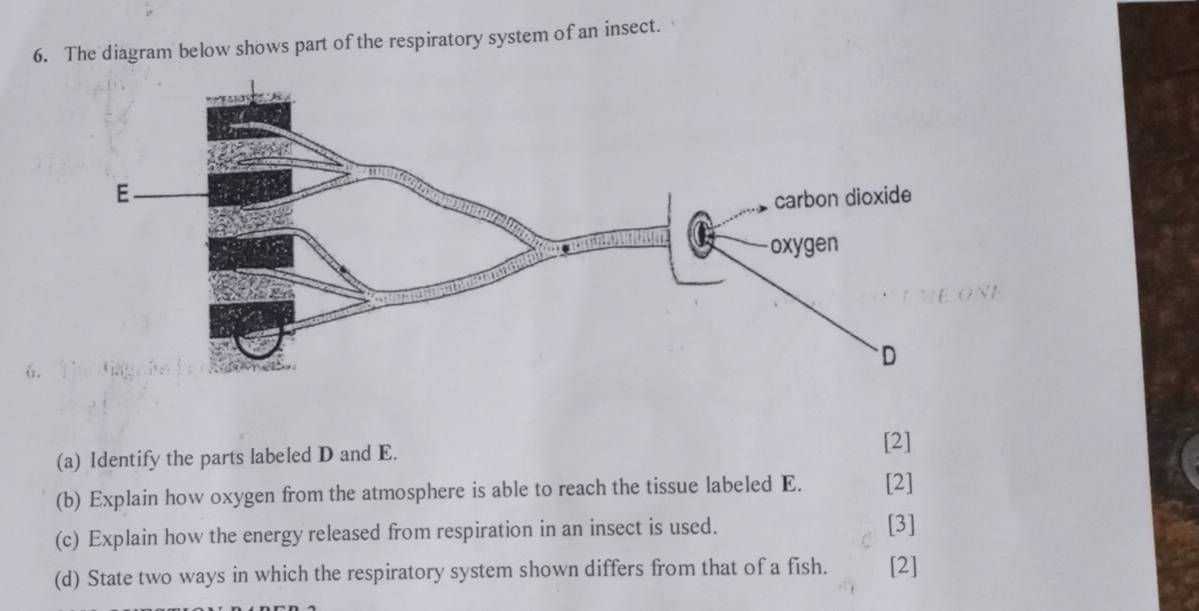 Gelöst:The diagram below shows part of the respiratory system of an ...