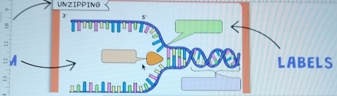 UNZIPPING
3°
5'
:: 
~ LABELS