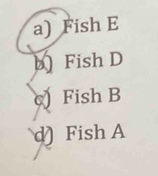 Fish E 
b) Fish D
c) Fish B 
d) Fish A