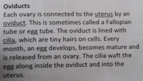 Oviducts 
Each ovary is connected to the uterus by an 
oviduct. This is sometimes called a Fallopian 
tube or egg tube. The oviduct is lined with 
cilia, which are tiny hairs on cells. Every 
month, an egg develops, becomes mature and 
is released from an ovary. The cilia waft the 
egg along inside the oviduct and into the 
uterus.