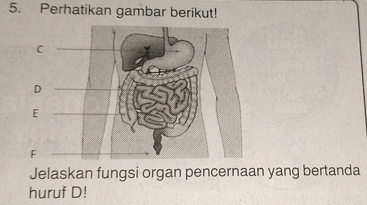 Perhatikan gambar berikut!
C
D
E
F
Jelaskan fungsi organ pencernaan yang bertanda 
huruf D!