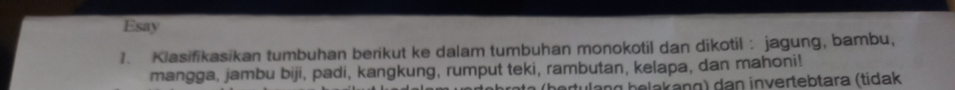 Esay 
1. Klasifikasikan tumbuhan berikut ke dalam tumbuhan monokotil dan dikotil : jagung, bambu, 
mangga, jambu biji, padi, kangkung, rumput teki, rambutan, kelapa, dan mahoni! 
tulɑng beləkaŋg) dan invertebtara (tidak