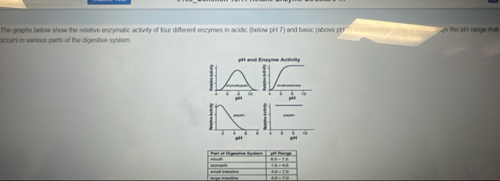 The graphs below show the relative enzymatic activity of four different enzymes in acidic (below pH 7) and basic (above pH ∩ environments the cna t o s the pH range that 
occurs in vanous parts of the digestive system 
pH and Enzyme Activity 
1 è 1 
pH pH 
4 6 10
pH pH 
Part of Digestive System pallange 
mouth 6.5-7.5
stomach 
sma intestine 40=70