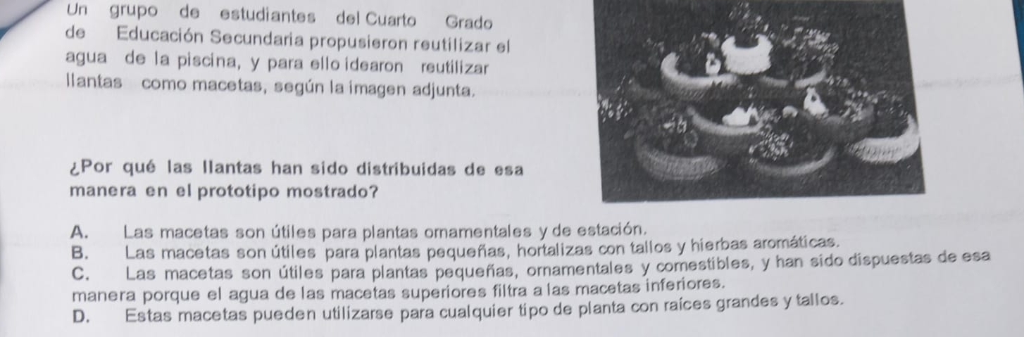 Un grupo de estudiantes del Cuarto Grado
de Educación Secundaria propusieron reutilizar el
agua de la piscina, y para ello idearon reutilizar
llantas como macetas, según la imagen adjunta.
¿Por qué las llantas han sido distribuidas de esa
manera en el prototipo mostrado?
A. Las macetas son útiles para plantas omamentales y de estación.
B. Las macetas son útiles para plantas pequeñas, hortalizas con tallos y hierbas aromáticas.
C. Las macetas son útiles para plantas pequeñas, ornamentales y comestibles, y han sido dispuestas de esa
manera porque el agua de las macetas superiores filtra a las macetas inferiores.
D. Estas macetas pueden utilizarse para cualquier tipo de planta con raíces grandes y tallos.