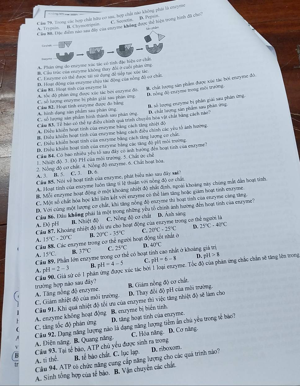 Trong các hợp chất hữu cơ sau, hợp chất nảo không phải là enzyme
A. Trypsin. B. Chymotripsin. C. Secretin. D. Pepsin.
ây của enzyme không được thể hiện trong hình đã cho?
Sân phẩm
A. Phản ứng do enzyme xúc tác có
B. Cấu trúc của enzyme không thay đổi ở cuối phản ứng.
C. Enzyme có thể được tái sử dụng đề tiếp tục xúc tác.
D. Hoạt động của enzyme chịu tác động của nồng độ cơ chất.
A. tốc độ phản ứng được xúc tác bởi enzyme đó. B. chất lượng sản phẩm được xúc tác bởi enzyme đó.
Câu 81. Hoạt tính của enzyme là
C. số lượng enzyme bị phân giải sau phản ứng. D. nồng độ enzyme trong môi trường.
Câu 82. Hoạt tính enzyme được đo bằng
B. số lượng enzyme bị phân giải sau phản ứng.
A. hình dạng sản phầm sau phản ứng.
C. số lượng sản phẩm hình thành sau phản ứng. D. chất lượng sản phẩm sau phản ứng.
Câu 83. Tể bào có thể tự điều chỉnh quá trình chuyển hóa vật chất bằng cách nào?
A. Điều khiển hoạt tính của enzyme bằng cách tăng nhiệt độ
B. Điều khiển hoạt tính của enzyme bằng cách điều chinh các yếu tố ảnh hưởng.
C. Điều khiển hoạt tính của enzyme bằng cách tăng lượng cơ chất.
D. Điều khiển hoạt tính của enzyme bằng các tăng độ pH môi trường.
Câu 84. Có bao nhiêu yếu tố sau đây có ảnh hưởng đến hoạt tính của enzyme?
1. Nhiệt độ. 3. Độ PH của môi trường. 5. Chất ức chế
2. Nồng độ cơ chất. 4. Nồng độ enzyme. 6. Chất hoạt hóa.
A. 3. B. 5. C. 3. D. 6.
Câu 85. Nói về hoạt tính của enzyme, phát biểu nào sau đây sai?
A. Hoạt tính của enzyme luôn tăng tỉ lệ thuận với nồng độ cơ chất.
B. Mỗi enzyme hoạt động ở một khoảng nhiệt độ nhất định, ngoài khoảng này chúng mất dần hoạt tính.
C. Một số chất hóa học khi liên kết với enzyme có thể làm tăng hoặc giảm hoạt tính enzyme.
D. Với cùng một lượng cơ chất, khi tăng nồng độ enzyme thì hoạt tính của enzyme càng tăng.
Câu 86. Đâu không phải là một trong những yếu tố chính ảnh hưởng đến hoạt tính của enzyme?
A. Độ pH B. Nhiệt độ C. Nồng độ cơ chất D. Ánh sáng
Câu 87. Khoảng nhiệt độ tối ưu cho hoạt động của enzyme trong cơ thể người là
D.
A. 15°C-20°C B. 20°C-35°C C. 20°C-25°C 25°C-40°C
Câu 88. Các enzyme trong cơ thể người hoạt động tốt nhất ở
A. 15°C. B. 37°C C. 25°C D. 40°C
Câu 89. Phần lớn enzyme trong cơ thể có hoạt tính cao nhất ở khoảng giá trị
D.
A. pH=2-3 B. pH=4-5 C. pH=6-8 pH>8
Câu 90. Giả sử có 1 phản ứng được xúc tác bởi 1 loại enzyme. Tốc độ của phản ứng chắc chắn sẽ tăng lên trong
trường hợp nào sau đây?
A. Tăng nồng độ enzyme. B. Giảm nồng độ cơ chất.
C. Giảm nhiệt độ của môi trường. D. Thay đổi độ pH của môi trường.
Câu 91. Khi quá nhiệt độ tối ưu của enzyme thì việc tăng nhiệt độ sẽ làm cho
A. enzyme không hoạt động B. enzyme bị biển tính.
C. tăng tốc độ phản ứng D. tăng hoạt tính của enzyme.
A Câu 92. Dạng năng lượng nào là dạng năng lượng tiềm ẩn chủ yếu trong tế bào?
v A. Điện năng. B. Quang năng. C. Hóa năng. D. Cơ năng.
B Câu 93. Tại tế bào, ATP chủ yếu được sinh ra trong
tr A. ti thể. B. tế bào chất. C. lục lạp. D. riboxom.
Câu 94. ATP có chức năng cung cấp năng lượng cho các quá trình nào?
A. Sinh tổng hợp của tế bảo. B. Vận chuyển các chất.