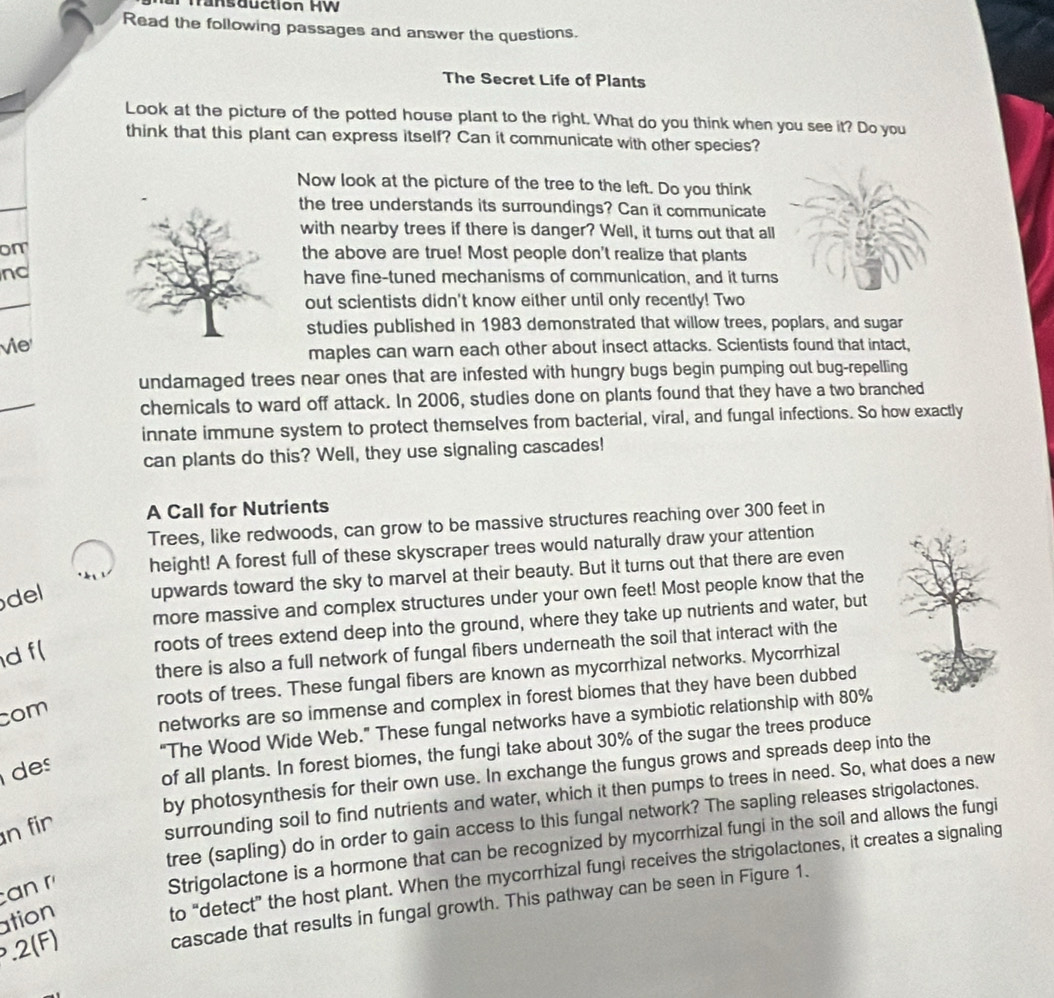 Tansduction HW
Read the following passages and answer the questions.
The Secret Life of Plants
Look at the picture of the potted house plant to the right. What do you think when you see it? Do you
think that this plant can express itself? Can it communicate with other species?
Now look at the picture of the tree to the left. Do you think
the tree understands its surroundings? Can it communicate
with nearby trees if there is danger? Well, it turns out that all
omthe above are true! Most people don't realize that plants
nd
have fine-tuned mechanisms of communication, and it turns
out scientists didn't know either until only recently! Two
studies published in 1983 demonstrated that willow trees, poplars, and sugar
vie
maples can warn each other about insect attacks. Scientists found that intact,
undamaged trees near ones that are infested with hungry bugs begin pumping out bug-repelling
chemicals to ward off attack. In 2006, studies done on plants found that they have a two branched
innate immune system to protect themselves from bacterial, viral, and fungal infections. So how exactly
can plants do this? Well, they use signaling cascades!
A Call for Nutrients
Trees, like redwoods, can grow to be massive structures reaching over 300 feet in
height! A forest full of these skyscraper trees would naturally draw your attention
del
upwards toward the sky to marvel at their beauty. But it turns out that there are even
more massive and complex structures under your own feet! Most people know that the
d f(
roots of trees extend deep into the ground, where they take up nutrients and water, but
there is also a full network of fungal fibers underneath the soil that interact with the
roots of trees. These fungal fibers are known as mycorrhizal networks. Mycorrhizal
networks are so immense and complex in forest biomes that they have been dubbed
com
“The Wood Wide Web.” These fungal networks have a symbiotic relationship with 80%
de
of all plants. In forest biomes, the fungi take about 30% of the sugar the trees produce
by photosynthesis for their own use. In exchange the fungus grows and spreads deep into the
surrounding soil to find nutrients and water, which it then pumps to trees in need. So, what does a new
tree (sapling) do in order to gain access to this fungal network? The sapling releases strigolactones.
n fir
to “detect” the host plant. When the mycorrhizal fungi receives the strigolactones, it creates a signaling
can r
Strigolactone is a hormone that can be recognized by mycorrhizal fungi in the soil and allows the fungi
cascade that results in fungal growth. This pathway can be seen in Figure 1.
ation
.2(F)