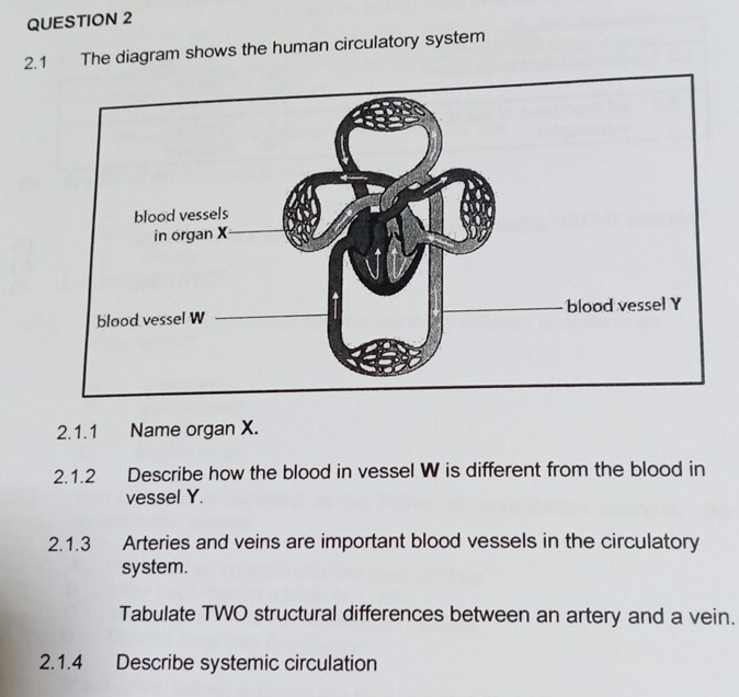 2.1 The diagram shows the human circulatory system 
2.1.1 Name organ X. 
2.1.2 Describe how the blood in vessel W is different from the blood in 
vessel Y. 
2.1.3 Arteries and veins are important blood vessels in the circulatory 
system. 
Tabulate TWO structural differences between an artery and a vein. 
2.1.4 Describe systemic circulation