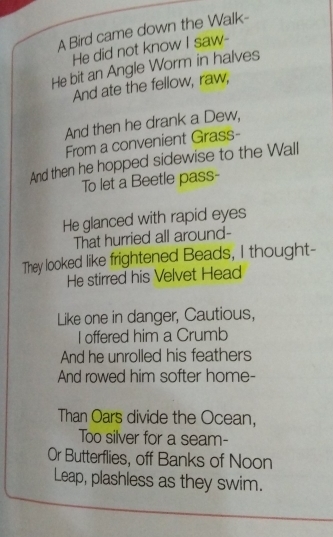 A Bird came down the Walk- 
He did not know I saw- 
He bit an Angle Worm in halves 
And ate the fellow, raw, 
And then he drank a Dew, 
From a convenient Grass- 
And then he hopped sidewise to the Wall 
To let a Beetle pass- 
He glanced with rapid eyes 
That hurried all around- 
They looked like frightened Beads, I thought- 
He stirred his Velvet Head 
Like one in danger, Cautious, 
I offered him a Crumb 
And he unrolled his feathers 
And rowed him softer home- 
Than Oars divide the Ocean, 
Too silver for a seam- 
Or Butterflies, off Banks of Noon 
Leap, plashless as they swim.