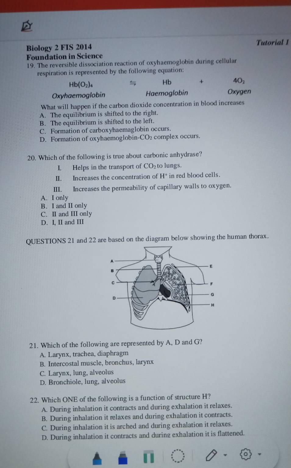 Biology 2 FIS 2014 Tutorial 1
Foundation in Science
19. The reversible dissociation reaction of oxyhaemoglobin during cellular
respiration is represented by the following equation:
Hb(O_2)_4
Hb + 4O_2
Oxyhaemoglobin Haemoglobin Oxygen
What will happen if the carbon dioxide concentration in blood increases
A. The equilibrium is shifted to the right.
B. The equilibrium is shifted to the left.
C. Formation of carboxyhaemaglobin occurs.
D. Formation of oxyhaemoglobin-CO2 complex occurs.
20. Which of the following is true about carbonic anhydrase?
I Helps in the transport of CO_2 to lungs.
II. Increases the concentration of H * in red blood cells.
III. Increases the permeability of capillary walls to oxygen.
A. I only
B. I and II only
C. I and III only
D. I, II and III
QUESTIONS 21 and 22 are based on the diagram below showing the human thorax.
21. Which of the following are represented by A, D and G?
A. Larynx, trachea, diaphragm
B. Intercostal muscle, bronchus, larynx
C. Larynx, lung, alveolus
D. Bronchiole, lung, alveolus
22. Which ONE of the following is a function of structure H?
A. During inhalation it contracts and during exhalation it relaxes.
B. During inhalation it relaxes and during exhalation it contracts.
C. During inhalation it is arched and during exhalation it relaxes.
D. During inhalation it contracts and during exhalation it is flattened.