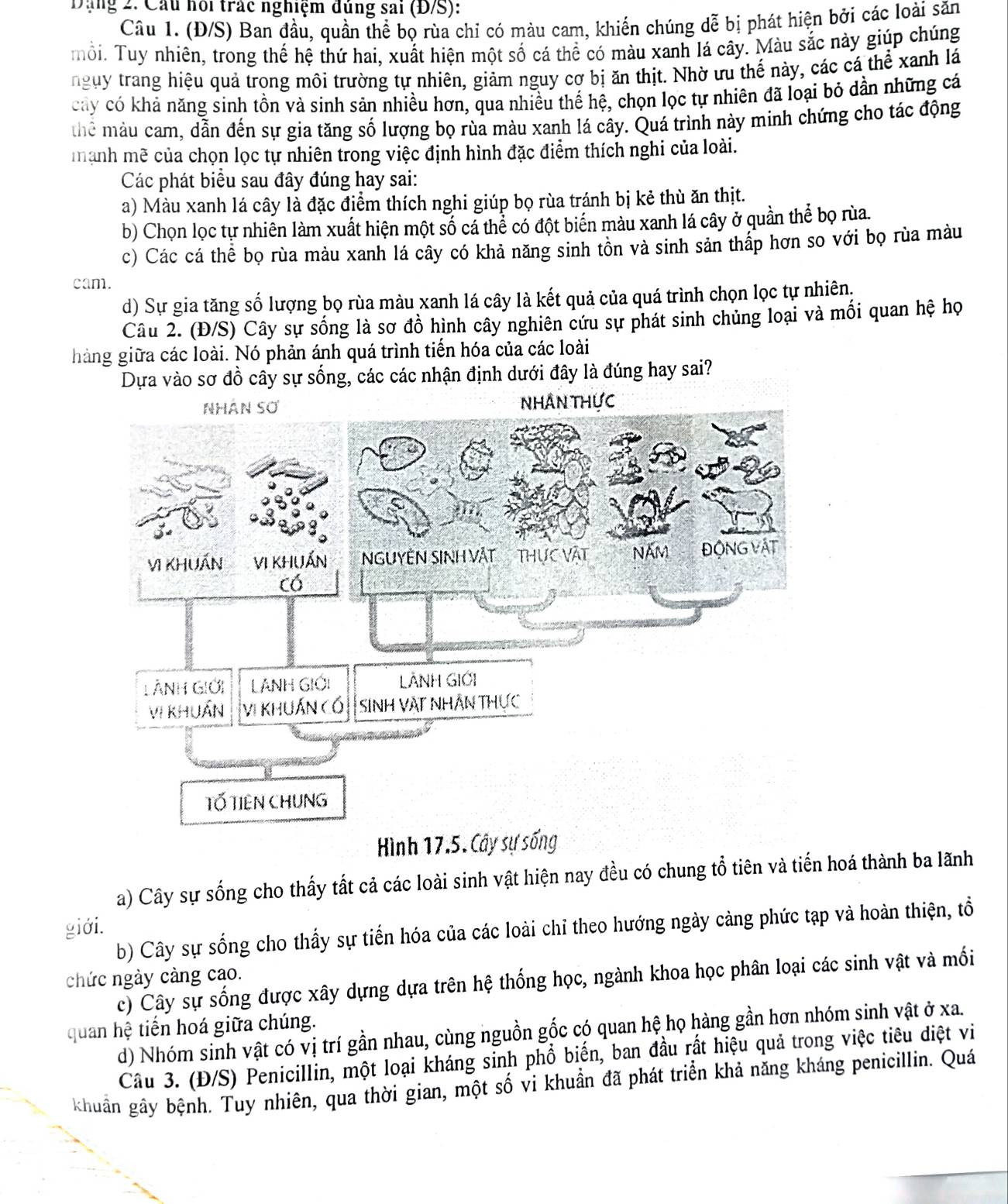 Đặng 2. Cầu hội trác nghiệm đủng sai (Đ/S):
Câu 1. (Đ/S) Ban đầu, quần thể bọ rùa chỉ có màu cam, khiến chúng dễ bị phát hiện bởi các loài săn
mổi. Tuy nhiên, trong thế hệ thứ hai, xuất hiện một số cá thể có màu xanh lá cây. Màu sắc này giúp chúng
ngụy trang hiệu quả trong môi trường tự nhiên, giảm nguy cơ bị ăn thịt. Nhờ ưu thế này, các cá thể xanh lá
cây có khả năng sinh tồn và sinh sản nhiều hơn, qua nhiều thể hệ, chọn lọc tự nhiên đã loại bỏ dẫn những cá
thể màu cam, dẫn đến sự gia tăng số lượng bọ rùa màu xanh lá cây. Quá trình này minh chứng cho tác động
mạnh mẽ của chọn lọc tự nhiên trong việc định hình đặc điểm thích nghi của loài.
Các phát biểu sau đây đúng hay sai:
a) Màu xanh lá cây là đặc điểm thích nghi giúp bọ rùa tránh bị kẻ thù ăn thịt.
b) Chọn lọc tự nhiên làm xuất hiện một số cá thể có đột biến màu xanh lá cây ở quần thể bọ rùa.
c) Các cá thể bọ rùa màu xanh lá cây có khả năng sinh tồn và sinh sản thấp hơn so với bọ rùa màu
cam.
d) Sự gia tăng số lượng bọ rùa màu xanh lá cây là kết quả của quá trình chọn lọc tự nhiên,
Câu 2. (Đ/S) Cây sự sống là sơ đồ hình cây nghiên cứu sự phát sinh chủng loại và mối quan hệ họ
hàng giữa các loài. Nó phản ánh quá trình tiến hóa của các loài
Dựa vào sơ đồ cây sự sống, các các nhận định dưới đây là đúng hay sai?
Nhân THực
Hình 17.5
a) Cây sự sống cho thấy tất cả các loài sinh vật hiện nay đều có chung tổ tiên và tiến hoá thành ba lãnh
giới.
b) Cây sự sống cho thấy sự tiến hóa của các loài chỉ theo hướng ngày cảng phức tạp và hoàn thiện, tổ
chức ngày càng cao. c) Cây sự sống được xây dựng dựa trên hệ thống học, ngành khoa học phân loại các sinh vật và mối
quan hệ tiển hoá giữa chúng.
d) Nhóm sinh vật có vị trí gần nhau, cùng nguồn gốc có quan hệ họ hàng gần hơn nhóm sinh vật ở xa.
Câu 3. (Đ/S) Penicillin, một loại kháng sinh phổ biến, ban đầu rất hiệu quả trong việc tiêu diệt vi
khuẩn gây bệnh. Tuy nhiên, qua thời gian, một số vi khuẩn đã phát triển khả năng kháng penicillin. Quá