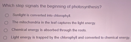 Which step signals the beginning of photosynthesis?
Sunlight is converted into chlorophyll.
The mitochondria in the leaf captures the light energy
Chemical energy is absorbed through the roots.
Light energy is trapped by the chlorophyll and converted to chemical energy.