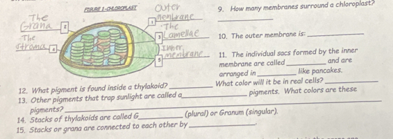 FTRURE I-CHLOROPLAST 9. How many membranes surround a chloroplast? 
1 
__ 
3_ 10. The outer membrane is:_ 
_ 
4 
ha 
5 _11. The individual sacs formed by the inner 
membrane are called _and are 
arranged in_ like pancakes. 
12. What pigment is found inside a thylakoid? _What color will it be in real cells?_ 
13. Other pigments that trap sunlight are called a_ pigments. What colors are these 
pigments? 
_ 
14. Stacks of thylakoids are called G_ (plural) or Granum (singular). 
15. Stacks or grana are connected to each other by_