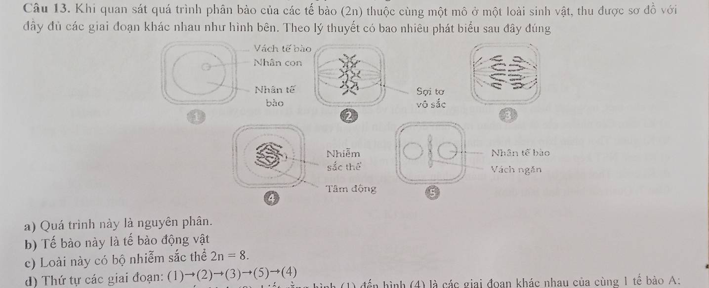 Khi quan sát quá trình phân bào của các tế bảo (2n) thuộc cùng một mô ở một loài sinh vật, thu được sơ đồ với
đây đủ các giai đoạn khác nhau như hình bên. Theo lý thuyết có bao nhiêu phát biểu sau đây đúng
Vách tế bào
Nhân con
Nhân tế Sợi tơ
bào vô sắc
1
2
Nhiễm Nhân tế bào
sắc thể Vách ngăn
Tâm động
4
a) Quá trình này là nguyên phân.
b) Tế bào này là tế bào động vật
c) Loài này có bộ nhiễm sắc thể 2n=8.
d) Thứ tự các giai đoạn: (1)to (2)to (3)to (5)to (4) (1) đến hình (4) là các giai đoan khác nhau của cùng 1 tế bào A: