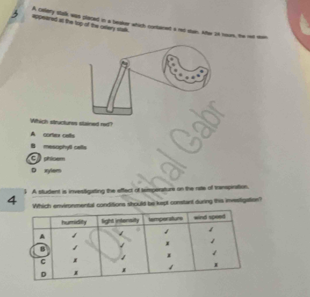 appeared at the top of the cetery stalk.
A celery stalk was placed in a beaker which contained a red stain. After 24 noues, the ned saw
Which structures stained red?
A cortex calls
B mesophyll cells
cphioem
D xytem
 A student is investigating the effect of temperature on the rate of transpiration.
4 Which environmental conditions should be kept constant during this investigation?