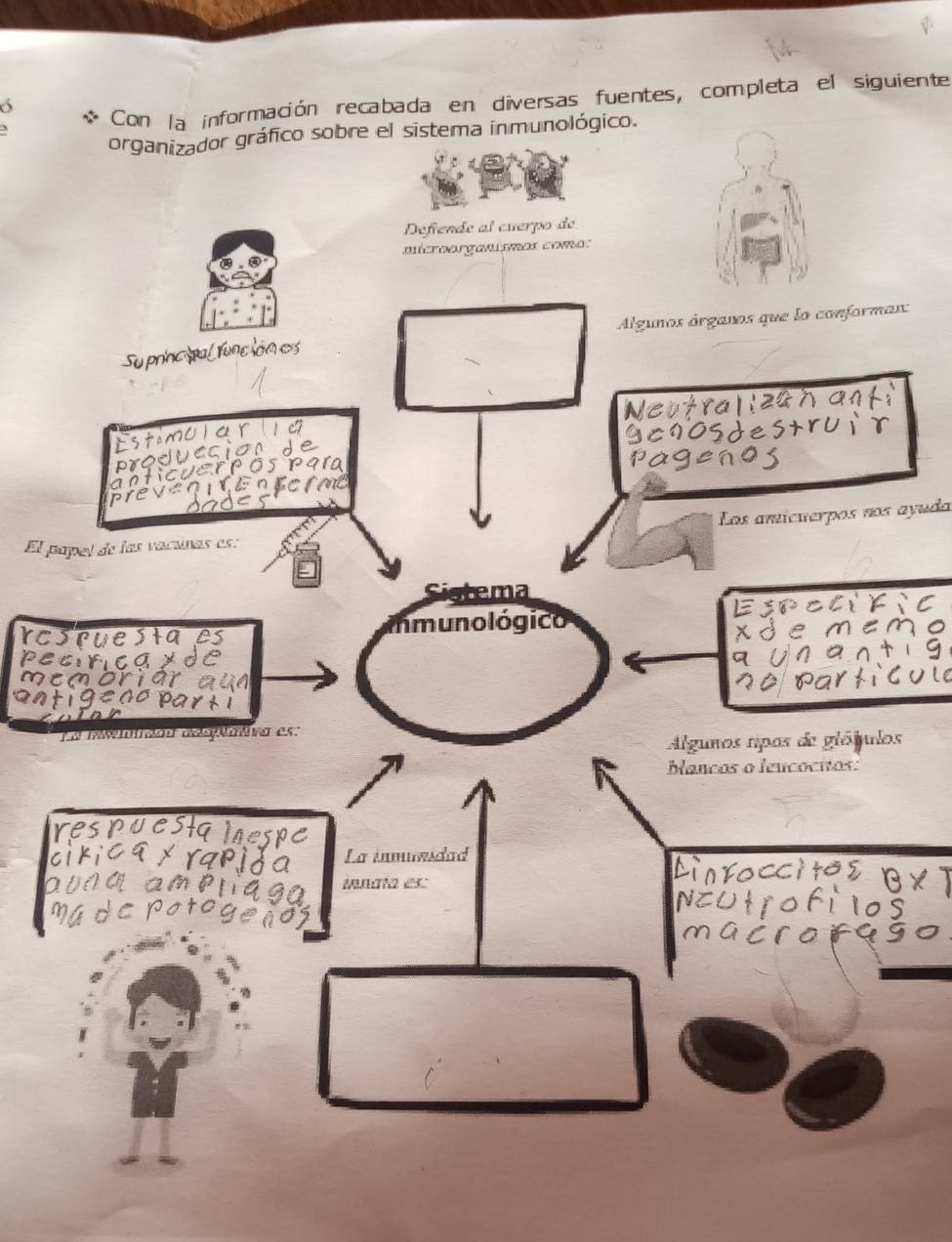 Con la información recabada en diversas fuentes, completa el siguiente 
organizador gráfico sobre el sistema inmunológico. 
Defende al cuerpo de 
microorganismos como: 
Algunos órganos que lo conformas: 
Neutral 
stemulat 
1osde 
Los anicuerpos nos ayuda 
El papel de las vacunas es: 
Sistema 
immuno lógico 
rcspue. 
em or a 
Te L ola n rene da r es en 
Algunos tipos de glójulos 
bancos o leucocitos: 
La inmundad 
iunata es: