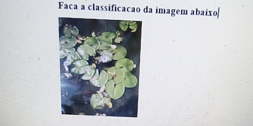 Faca a classificacão da imagem abaixo