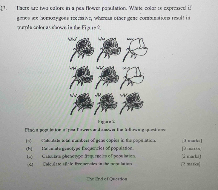 There are two colors in a pea flower population. White color is expressed if 
genes are homozygous recessive, whereas other gene combinations result in 
purple color as shown in the Figure 2. 
Find a population of pea flowers and answer the following questions: 
(a) Calculate total numbers of gene copies in the population. [3 marks] 
(b) Calculate genotype frequencies of population. [3 marks] 
(c) Calculate phenotype frequencies of population. [2 marks] 
(d) Calculate allele frequencies in the population. [2 marks] 
The End of Question