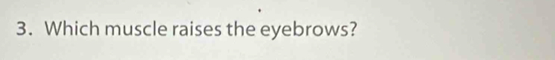 Which muscle raises the eyebrows?