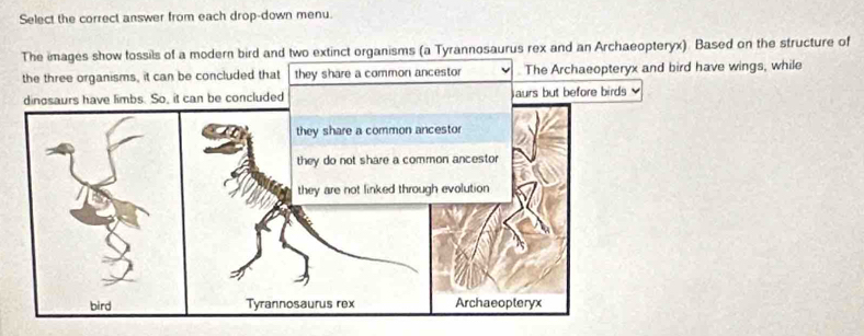 Select the correct answer from each drop-down menu. 
The images show tossils of a modern bird and two extinct organisms (a Tyrannosaurus rex and an Archaeopteryx). Based on the structure of 
the three organisms, it can be concluded that they share a common ancestor The Archaeopteryx and bird have wings, while 
can be concluded aurs but before birds