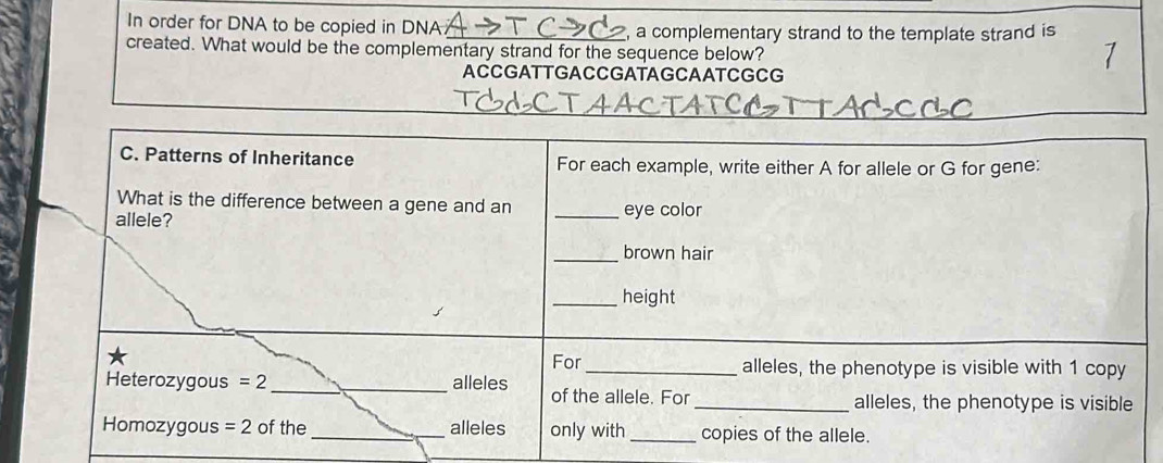 In order for DNA to be copied in DNA , a complementary strand to the template strand is
created. What would be the complementary strand for the sequence below?
ACCGATTGACCGATAGCAATCGCG