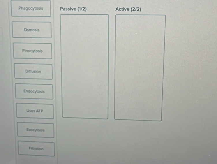 Phagocytosis Passive (1/2) Active (2/2)
Osmosis
Pinocytosis
Diffusion
Endocytosis
Uses ATP
Exocytosis
Filtration