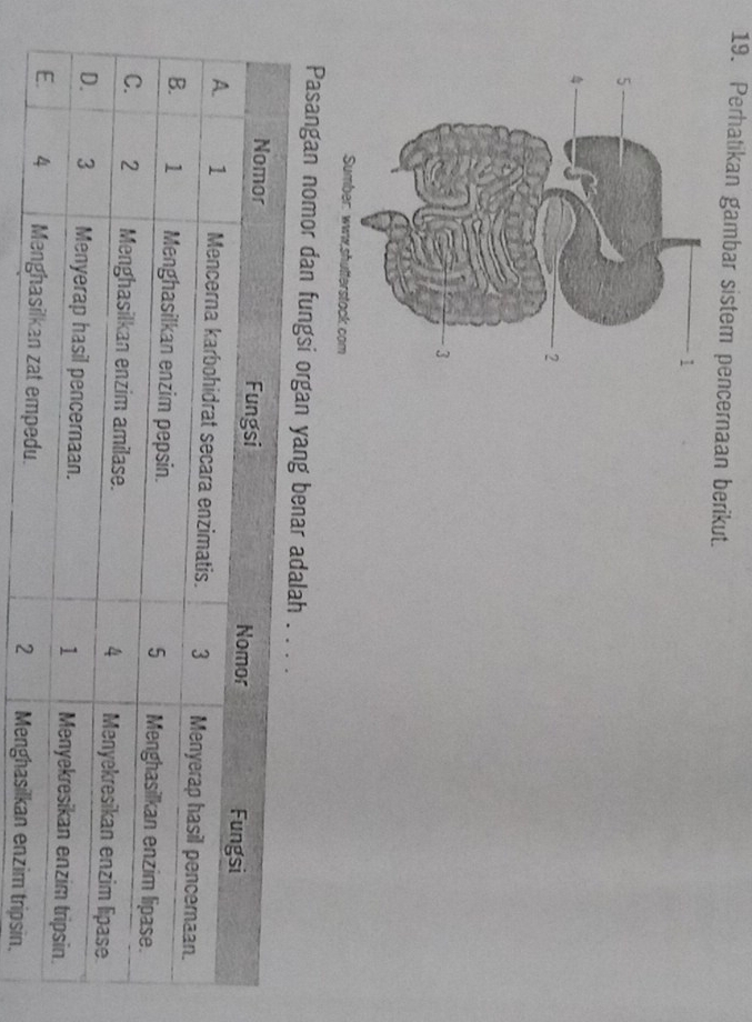 Perhatikan gambar sistem pencernaan berikut. 
,shutterstack.com 
Pasangan nomor dan fungsi organ yang benar 
.