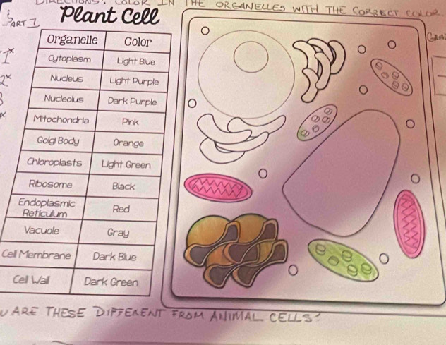 THE ORGANELLES WITH THE COPRECT COLOR . 
Plant Cell 
L 
Cel 
C 
RE THESE DIPFERENTELLS