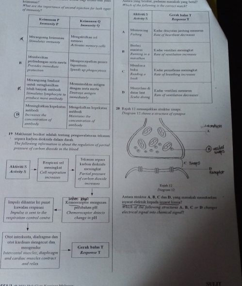 keimunan？ Antara yang berikut, padanan manakah yang bet?? 
What are the importance of second injection for both types Which of the following is the correct match? 
of iy 






2@ Rajah 1 2 mesunjukkan struktur sinaps. 
DDiagram 12 sh 
19 Maklumal berikut adalah tentang pengawalataan tekanan 
separa karbon dioksida dalam darah 
The following information is about the regulation of partial 
pressure of carbon dioxide in the blood. 
Aktiviti S Respirasi sel 
karbon diolsida Tekanan sepæa 
Activity S Cell respiration moningkat Partial pressure meningka 
increases of carbon diaxide 
increases 
Antara struktur A, B. C dan D. yang manakals menukarkan 
Impuls dihantar ke pusat Kemoreseptor mengesan Lhen koma isyarat elektrik kepada isyarat kimia? 
Impulse is sent to the kawalan respirasi Chemoroceptor detects perubahan pH W hich of the following structures , .CarD changes 
electrical signal into chemical signal? 
respiration control centre change in pH 
Otot interkosta, diafragma dan 
ntot kardium mengecut dan 
mengendur 
Intercostal muscles, diaphragm Gerak balas T 
and cardiac muscles contract Response T 
and relax 
SULIT