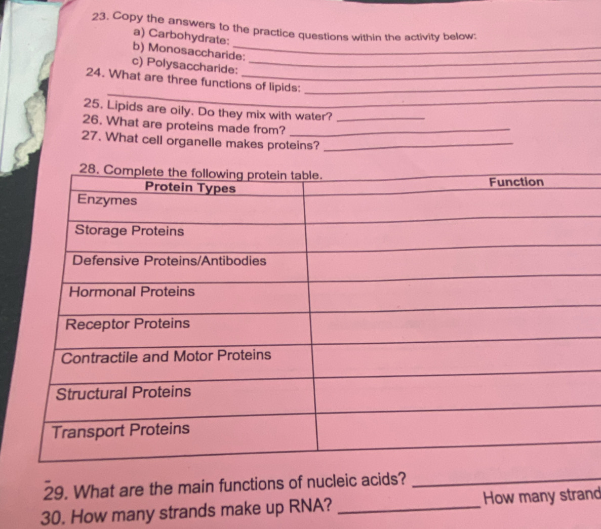 Copy the answers to the practice questions within the activity below: 
a) Carbohydrate: 
b) Monosaccharide: 
c) Polysaccharide:_ 
_ 
24. What are three functions of lipids:_ 
25. Lipids are oily. Do they mix with water? 
26. What are proteins made from?__ 
27. What cell organelle makes proteins?_ 
29. What are the main functions of nucleic acids?_ 
30. How many strands make up RNA? _How many strand