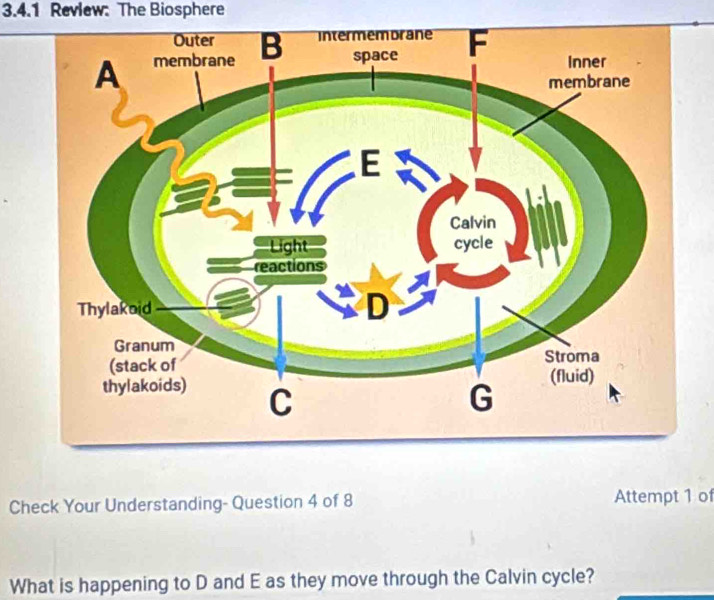 Revlew: The Biosphere 
Check Your Understanding- Question 4 of 8 Attempt 1 of 
What is happening to D and E as they move through the Calvin cycle?