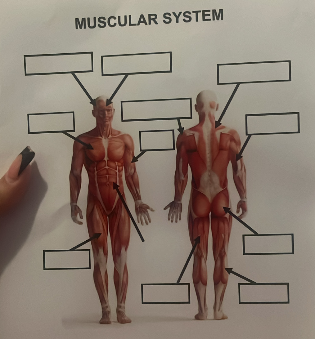 MUSCULAR SYSTEM