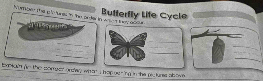 Number the pictures in the order in which they occur. Butterfly Life Cycle 

_ 
_ 
_ 
_ 
_ 
_ 
Explain (in the correct order) what is happening in the pictures above.