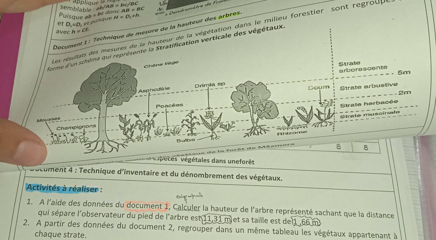 applique la r e 
semblable : ab/AB=bc/BC
Puisque a H=D_2+h. * Dendromètre de ral 
et D_1=D e que b=b dnc AB=BC
Document 1 : Technique de mesure de la hauteur des arbres 
avec h=CE. 
ltats des mesures de la hauteur de la végétation dans le milieu forestier sont regroupe 
ui représente la Stratification verticale des végétaux. 
uneforêt 
Document 4 : Technique d'inventaire et du dénombrement des végétaux. 
Activités à réaliser : 
escigewobs 
1. A l'aide des données du document 1, Calculer la hauteur de l'arbre représenté sachant que la distance 
qui sépare l'observateur du pied de l'arbre est 11, 31m et sa taille est de1 
2. A partir des données du document 2, regrouper dans un même tableau les végétaux appartenant à 
chaque strate.