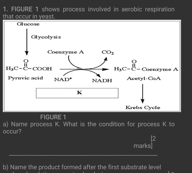 FIGURE 1 shows process involved in aerobic respiration 
that occur in yeast. 
Glucose 
Glycolysis 
Coenzyme A CO_2
O
H_3C-C-COOH
□
H_3C-C- Coenzyme A 
Pyruvic acid NAD^+ NADH Acetyl-CoA 
K 
Krebs Cycle 
FIGURE 1 
a) Name process K. What is the condition for process K to 
occur? 
[2 
marks] 
_ 
b) Name the product formed after the first substrate level