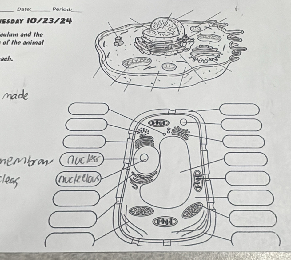 Date:_ Period: 
HESDAY 10/23/24 
culum and the 
of the animal 
ach.