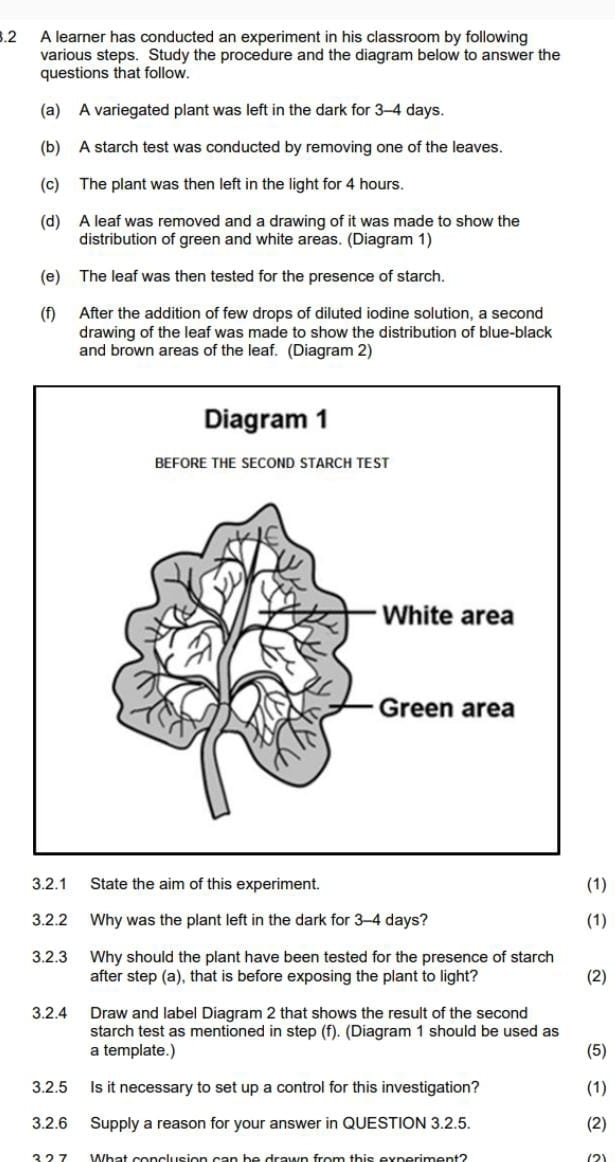 .2 A learner has conducted an experiment in his classroom by following 
various steps. Study the procedure and the diagram below to answer the 
questions that follow. 
(a) A variegated plant was left in the dark for 3-4 days. 
(b) A starch test was conducted by removing one of the leaves. 
(c) The plant was then left in the light for 4 hours. 
(d) A leaf was removed and a drawing of it was made to show the 
distribution of green and white areas. (Diagram 1) 
(e) The leaf was then tested for the presence of starch. 
(f) After the addition of few drops of diluted iodine solution, a second 
drawing of the leaf was made to show the distribution of blue-black 
and brown areas of the leaf. (Diagram 2) 
Diagram 1 
BEFORE THE SECOND STARCH TEST 
3.2.1 State the aim of this experiment. 
(1) 
3.2.2 Why was the plant left in the dark for 3-4 days? (1) 
3.2.3 Why should the plant have been tested for the presence of starch 
after step (a), that is before exposing the plant to light? (2) 
3.2.4 Draw and label Diagram 2 that shows the result of the second 
starch test as mentioned in step (f). (Diagram 1 should be used as 
a template.) (5) 
3.2.5 Is it necessary to set up a control for this investigation? (1) 
3.2.6 Supply a reason for your answer in QUESTION 3.2.5. (2) 
What conclusion can be drawn from this exporiment?