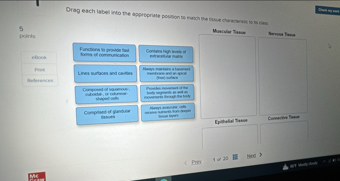 Check my work 
Drag each label into the appropriate position to match the tissue characteristic to its class. 
5 
Muscular Tissue Nervous Tissue 
points 
Functions to provide fast Contains high levels of 
eBook 
forms of communication extracelluiar matrix 
Print Always maintains a basement 
Lines surfaces and cavities membrane and an apical 
References (free) surface 
Composed of squamous-, Provides movement of the 
cuboidal-, or columnar- body segments as well as 
shaped cells movements through the body 
Always avascular; cells 
Comprised of glandular receive nutrients from deeper 
tissues tissue layers 
Epithelial Tissue Connective Tissue 
Prev 1 of 20 Next 
66"F Mostly cloudy 
Mc 
Craw