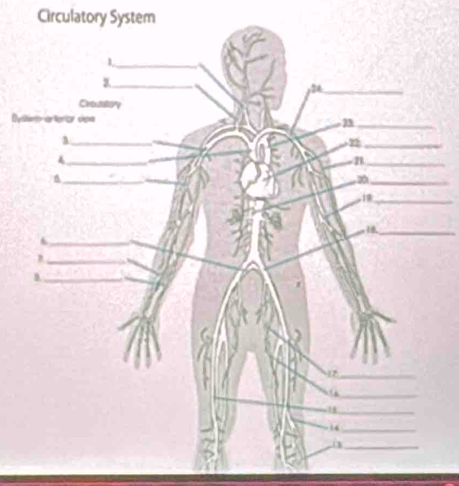 Circulatory System
Dys
_