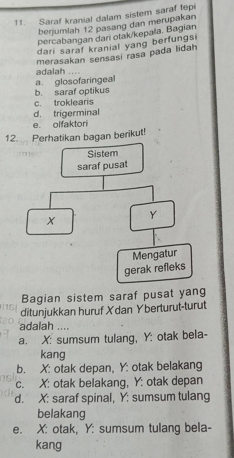 Saraf kranial dalam sistem saraf tepi
berjumlah 12 pasang dan merupakan
percabangan dari otak/kepala. Bagian
dari saraf kranial yang berfungsi
merasakan sensasi rasa pada lidah
adalah ....
a. glosofaringeal
b. saraf optikus
c. troklearis
d. trigerminal
e. olfaktori
12. Perhatikan bagan berikut!
Bagian sistem saraf pusat yang
ditunjukkan huruf Xdan Yberturut-turut
adalah ....
a. X : sumsum tulang, Y : otak bela-
kang
b. X : otak depan, Y : otak belakang
c. X : otak belakang, Y : otak depan
d. X : saraf spinal, Y : sumsum tulang
belakang
e. X : otak, Y : sumsum tulang bela-
kang