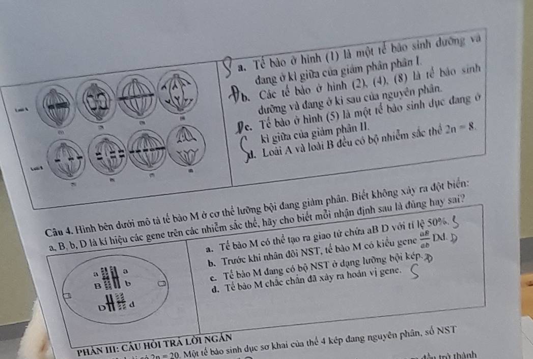 . Tế bào ở hình (1) là một tế bảo sinh dưỡng và
dang ở kì giữa của giám phân phân I.
b. Các tế bảo ở hình (2), (4), (8) là tế bảo sinh
đưỡng và đang ở ki sau của nguyên phân.
e. Tể bào ở hình (5) là một tế bảo sinh dục đang ở
kì giữa của giảm phân II.
M. Loài A và loài B đều có bộ nhiễm sắc thể 2n=8. 
Câu 4. Hình bên dưới mô tả tế bào M ở cỡng bội đang giảm phân. Biết không xảy ra đột biển:
a, B, b, D là kí hiệu các gene trên các nhiễm sắc thể, hãy cho biết mỗi nhận định sau là đùng hay sai?. Tể bảo M có thể tạo ra giao tứ chứa aB D với tí lệ 50%.
a a b. Trước khi nhân đôi NST, tế bào M có kiểu gene
 a8/ab  D. Tế bảo M đang có bộ NST ở dạng lưỡng bội kép
B b
d. Tế bào M chắc chấn đã xây ra hoán vị gene.
a
2n=20 Một tể bảo sinh dục sơ khai của thể 4 kép đang nguyên phân, số NST
Phản III: câu hỏi trả lời ngắn
têu trở thành