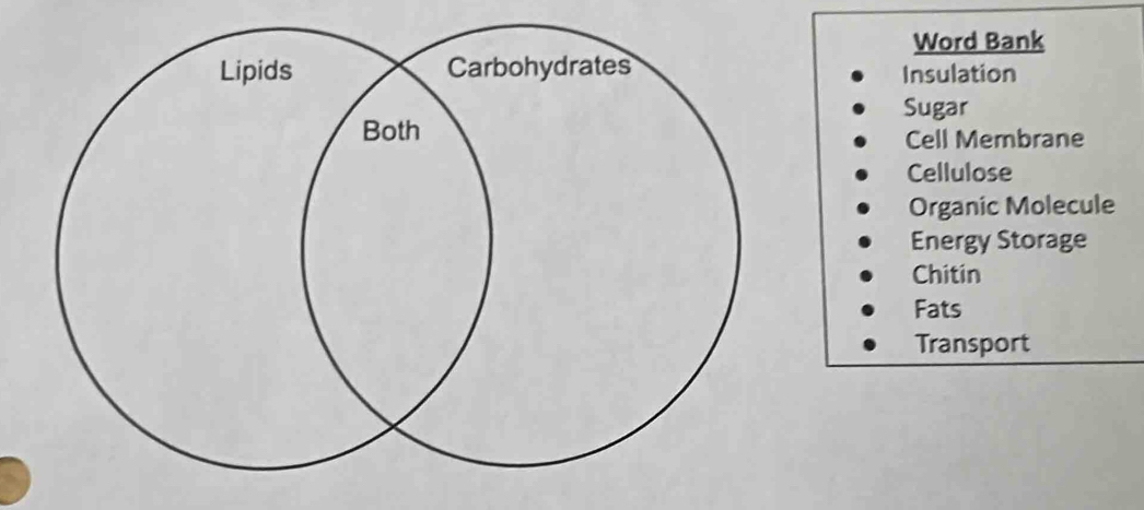 Word Bank
Insulation
Sugar
Cell Membrane
Cellulose
Organic Molecule
Energy Storage
Chitin
Fats
Transport