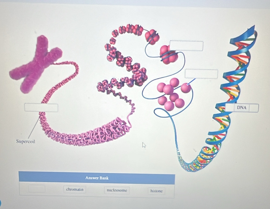 chromatin nucleosome histone