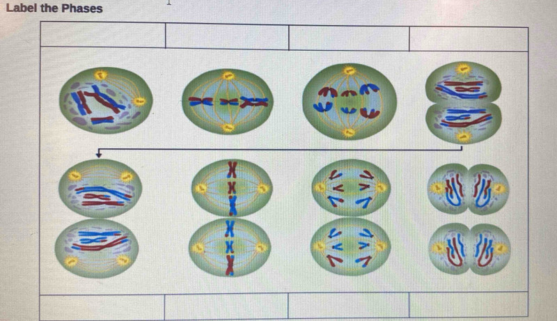 Label the Phases