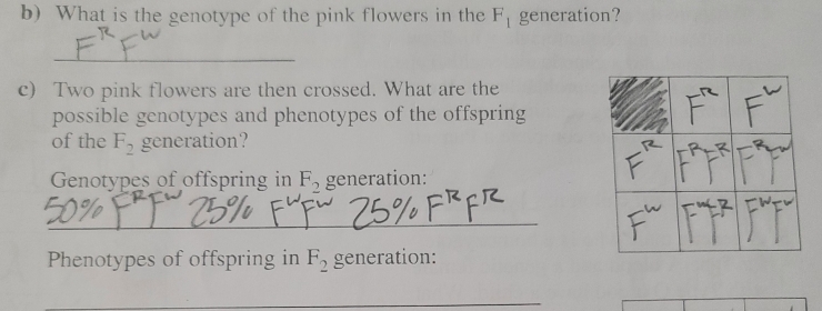 What is the genotype of the pink flowers in the F_1 generation? 
_ 
c) Two pink flowers are then crossed. What are the 
possible genotypes and phenotypes of the offspring 
of the F_2 generation? 
Genotypes of offspring in F_2 generation: 
_ 
Phenotypes of offspring in F_2 generation: 
_