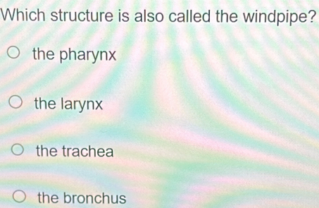 Which structure is also called the windpipe?
the pharynx
the larynx
the trachea
the bronchus