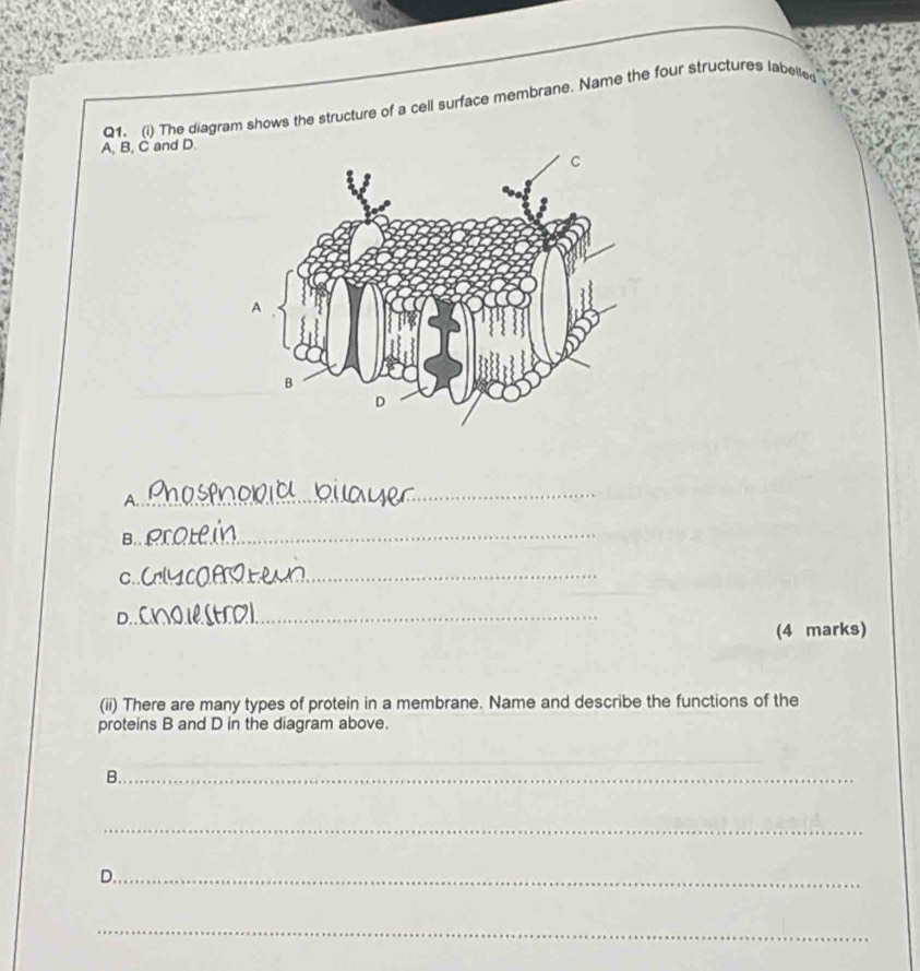 The diagram shows the structure of a cell surface membrane, Name the four structures labelled
A, B, C and D. 
_ 
A. 
B.._ 
C._ 
_ 
D 
(4 marks) 
(ii) There are many types of protein in a membrane. Name and describe the functions of the 
proteins B and D in the diagram above. 
_ 
B._ 
_ 
D._ 
_