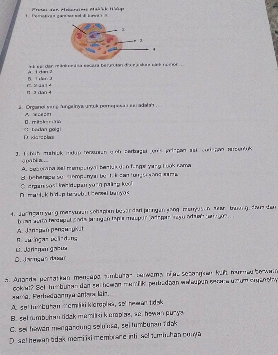 Proses dan Mekanisme Mahluk Hidup
1. Perhatikan gambar sel di bawah ini.
Inti sel dan mitokondria secara berurutan ditunjukkan oleh nomor ...
A. 1 dan 2
B. 1 dan 3
C. 2 dan 4
D. 3 dan 4
2. Organel yang fungsinya untuk pernapasan sel adalah ....
A. lisosom
B. mitokondria
C. badan golgi
D. kloroplas
3. Tubuh mahluk hidup tersusun oleh berbagai jenis jaringan sel. Jaringan terbentuk
apabila....
A. beberapa sel mempunyai bentuk dan fungsi yang tidak sama
B. beberapa sel mempunyai bentuk dan fungsi yang sama
C. organisasi kehidupan yang paling kecil
D. mahluk hidup tersebut bersel banyak
4. Jaringan yang menyusun sebagian besar dari jaringan yang menyusun akar, batang, daun dan
buah serta terdapat pada jaringan tapis maupun jaringan kayu adalah jaringan....
A. Jaringan pengangkut
B. Jaringan pelindung
C. Jaringan gabus
D. Jaringan dasar
5. Ananda perhatikan mengapa tumbuhan berwarna hijau sedangkan kulit harimau berwarn
coklat? Sel tumbuhan dan sel hewan memiliki perbedaan walaupun secara umum organelny
sama. Perbedaannya antara lain....
A. sel tumbuhan memiliki kloroplas, sel hewan tidak
B. sel tumbuhan tidak memiliki kloroplas, sel hewan punya
C. sel hewan mengandung selulosa, sel tumbuhan tidak
D. sel hewan tidak memiliki membrane inti, sel tumbuhan punya