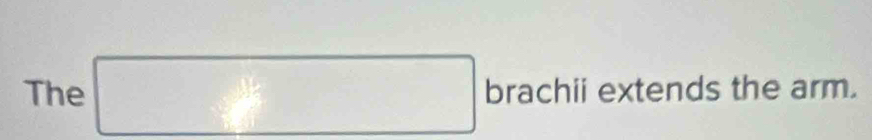 The □ brachilextends the arm.